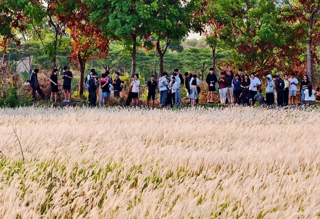 Những Điều Tân Sinh Viên Cần Biết Về Làng Đại Học Ở Dĩ An 18 Cánh đồng cỏ hồ đá làng đại học