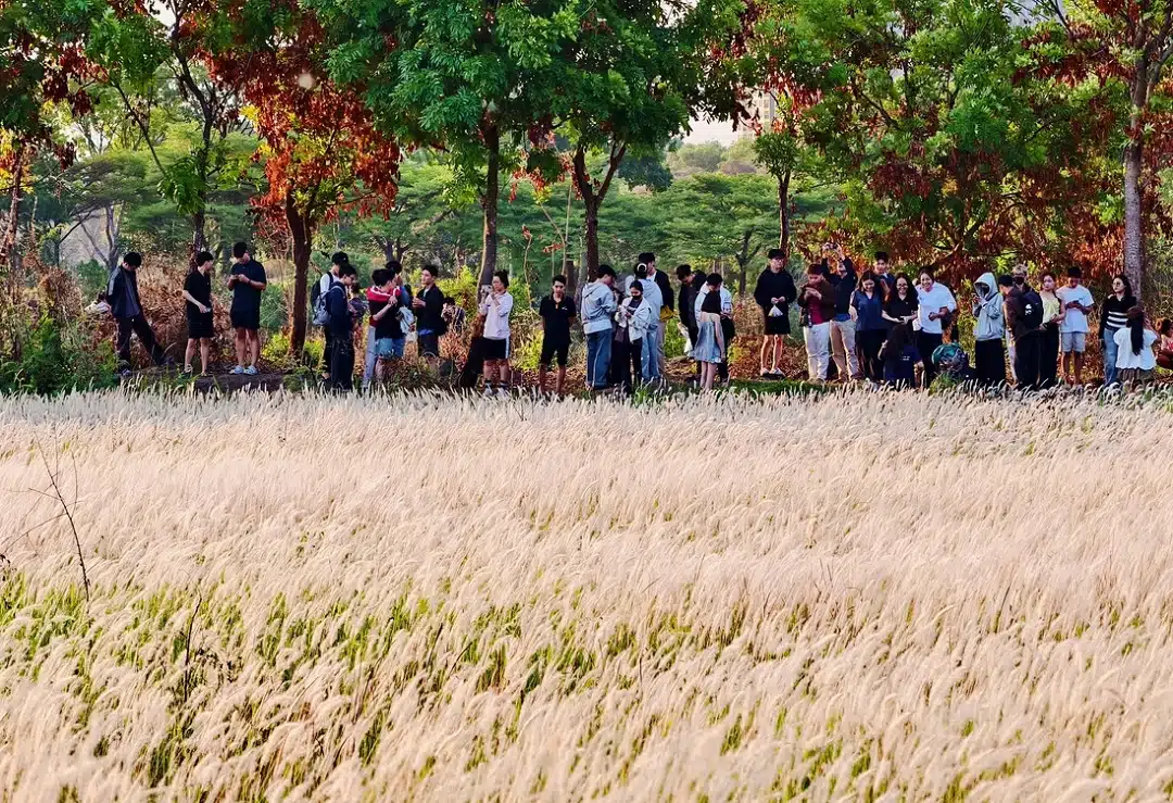 Những Điều Tân Sinh Viên Cần Biết Về Làng Đại Học Ở Dĩ An 18 Cánh đồng cỏ hồ đá làng đại học
